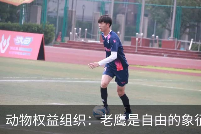动物权益组织：老鹰是自由的象征，不是水晶宫取悦球迷的道具